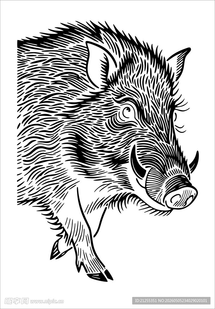 野猪黑白线条插画