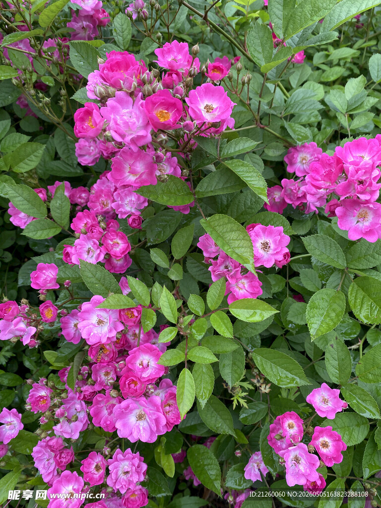蔷薇花