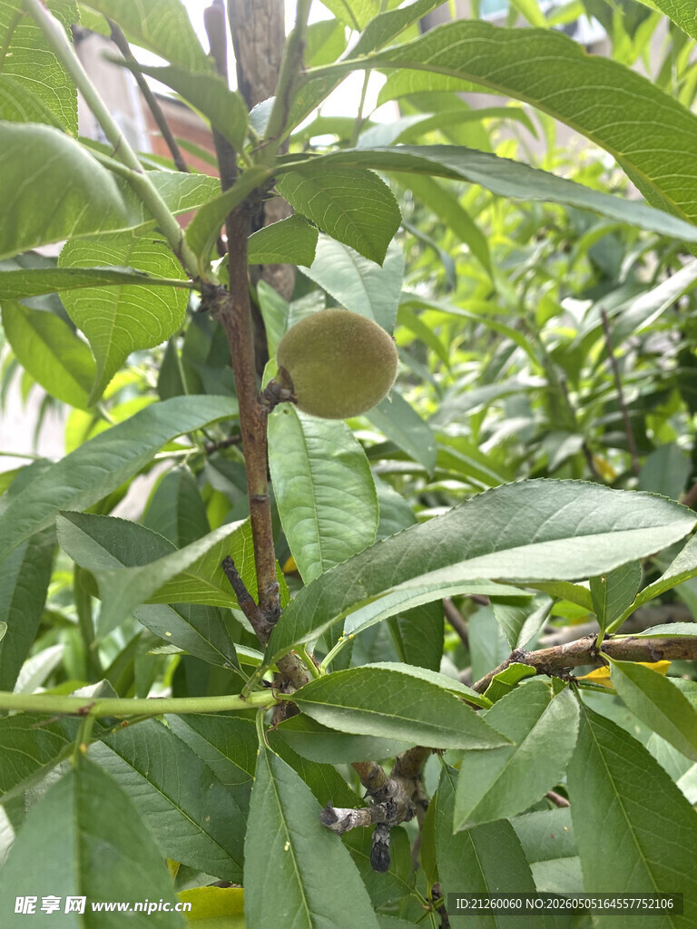 桃树