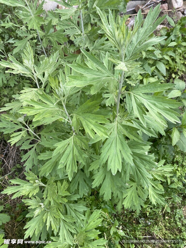 艾草