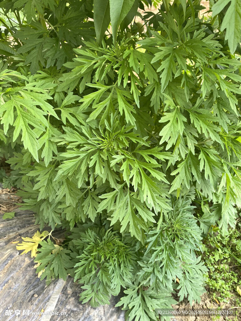 益母草