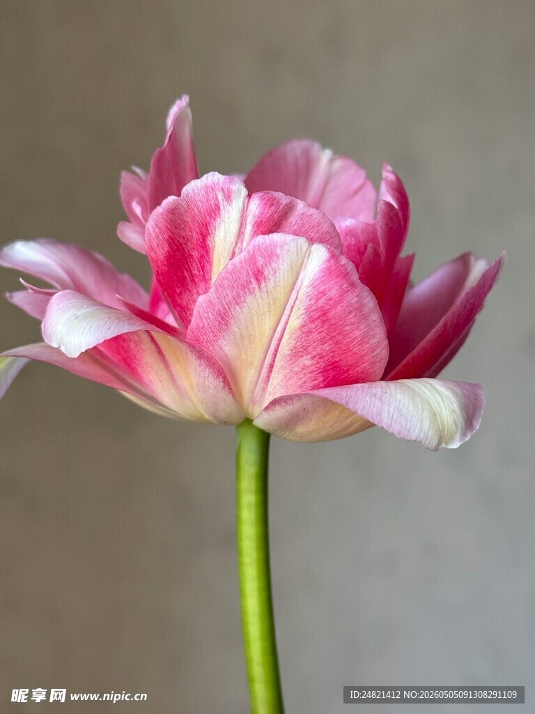 粉色条纹郁金香特写