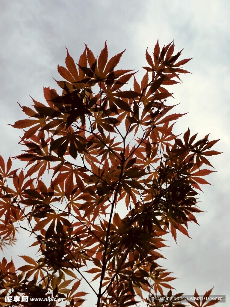 红褐树叶映于灰白天空