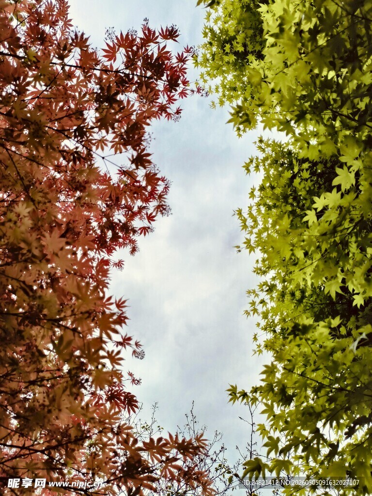 秋日多彩树梢美景
