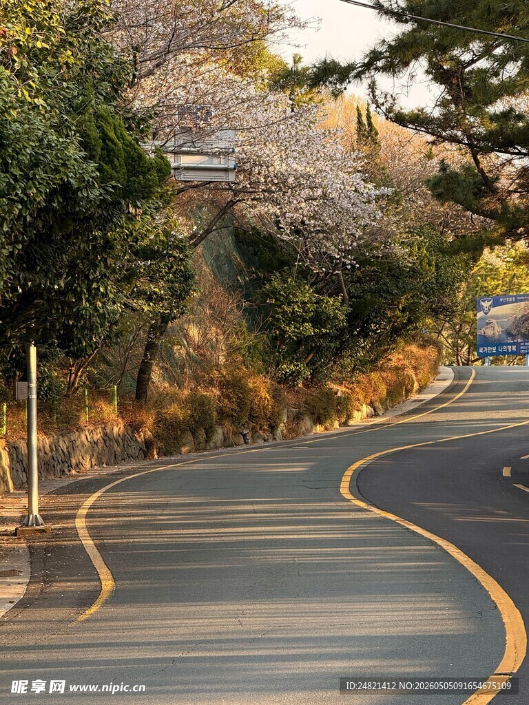 蜿蜒公路旁的繁茂绿植