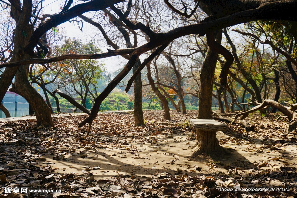 林间静谧空地与木质长椅