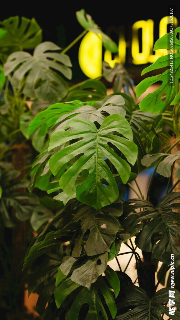 室内绿植景观中的龟背竹