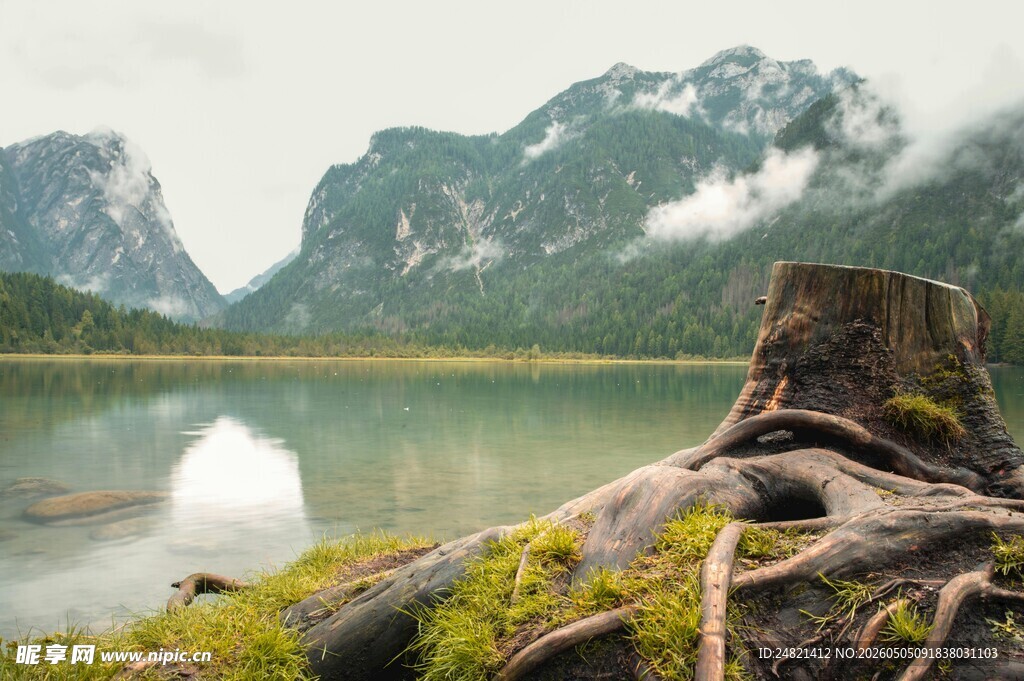 湖畔枯木与远山美景