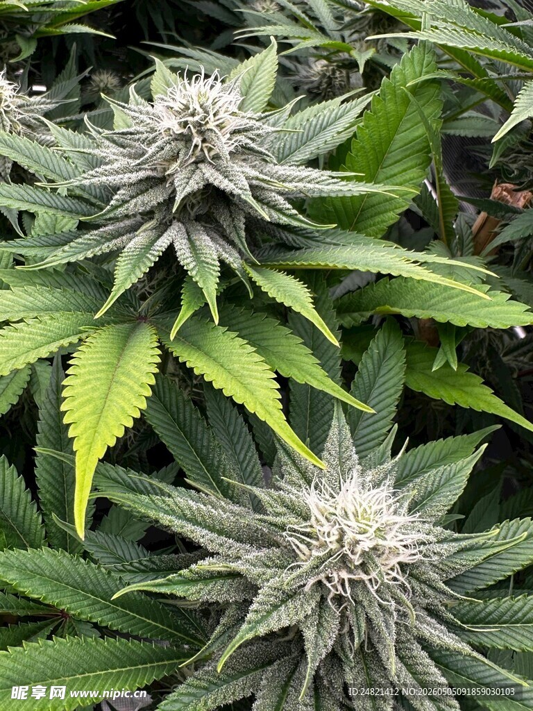 大麻植株特写