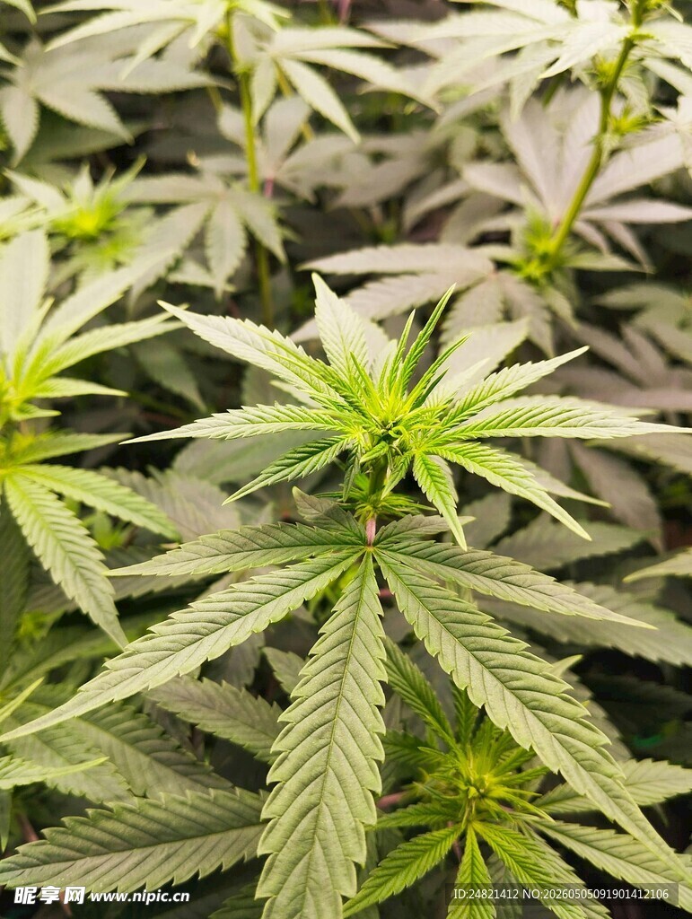 大麻植物特写