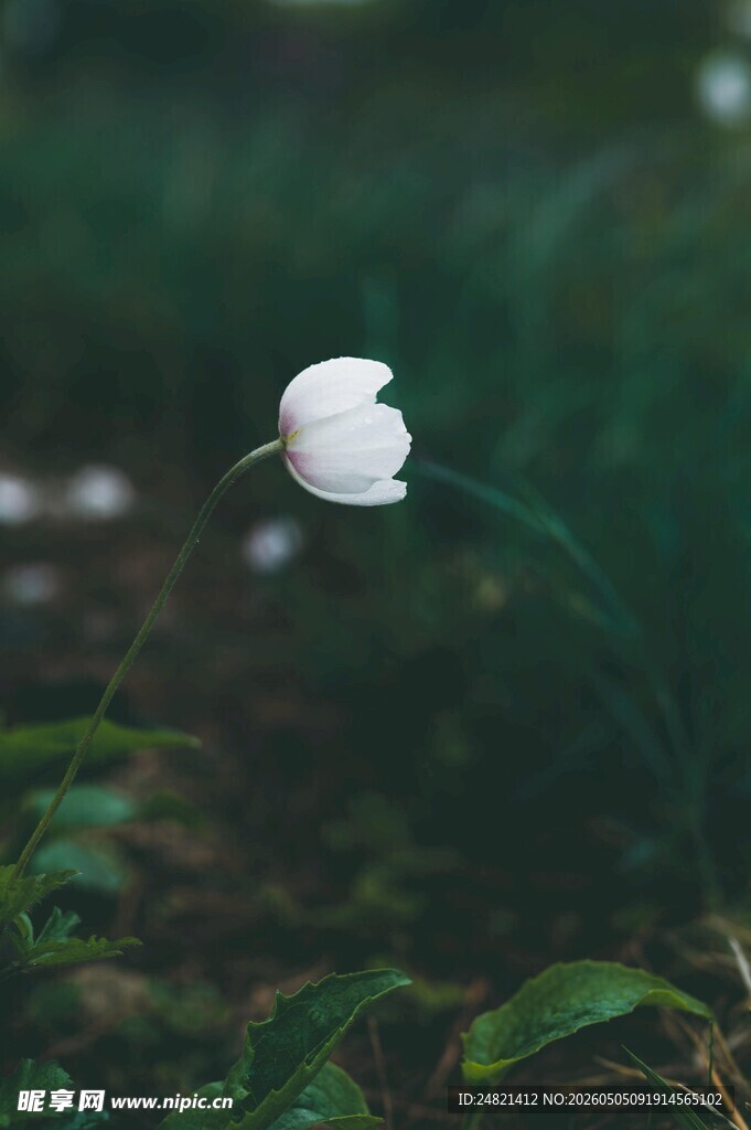 白色小花绽放于绿叶间