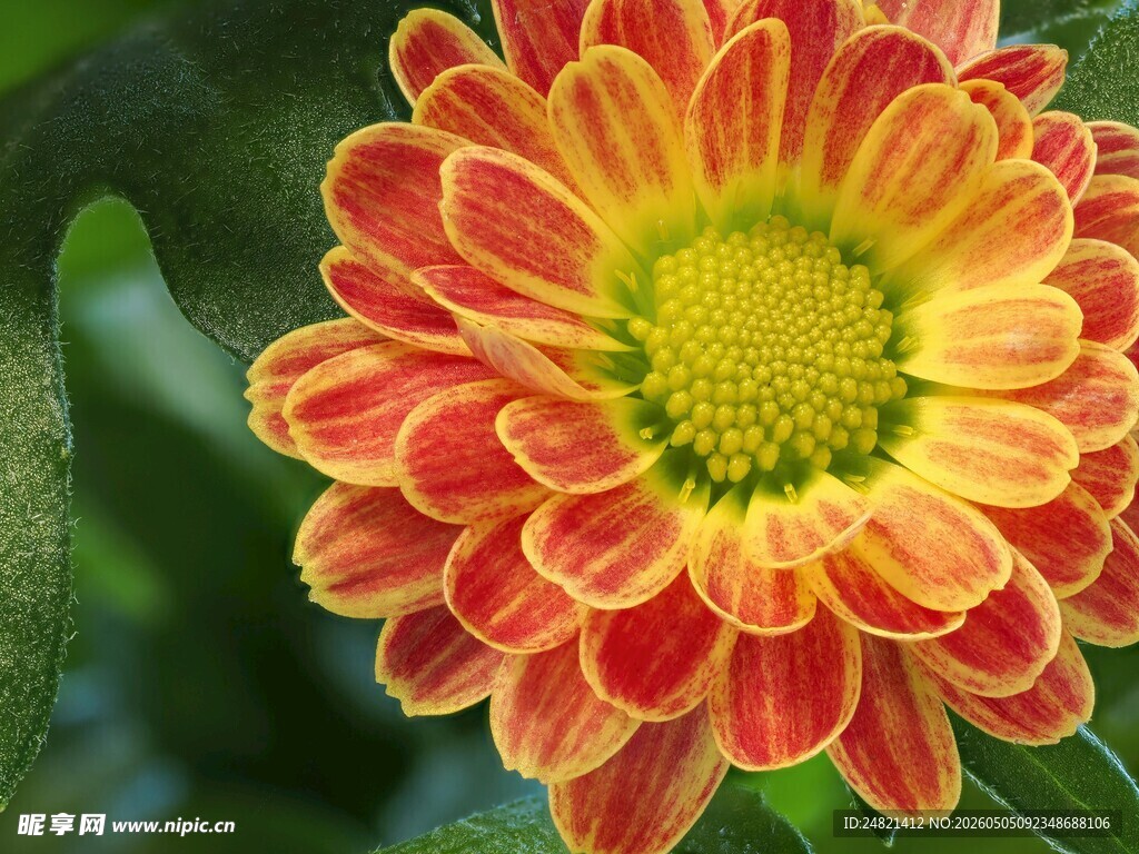艳丽双色菊花特写