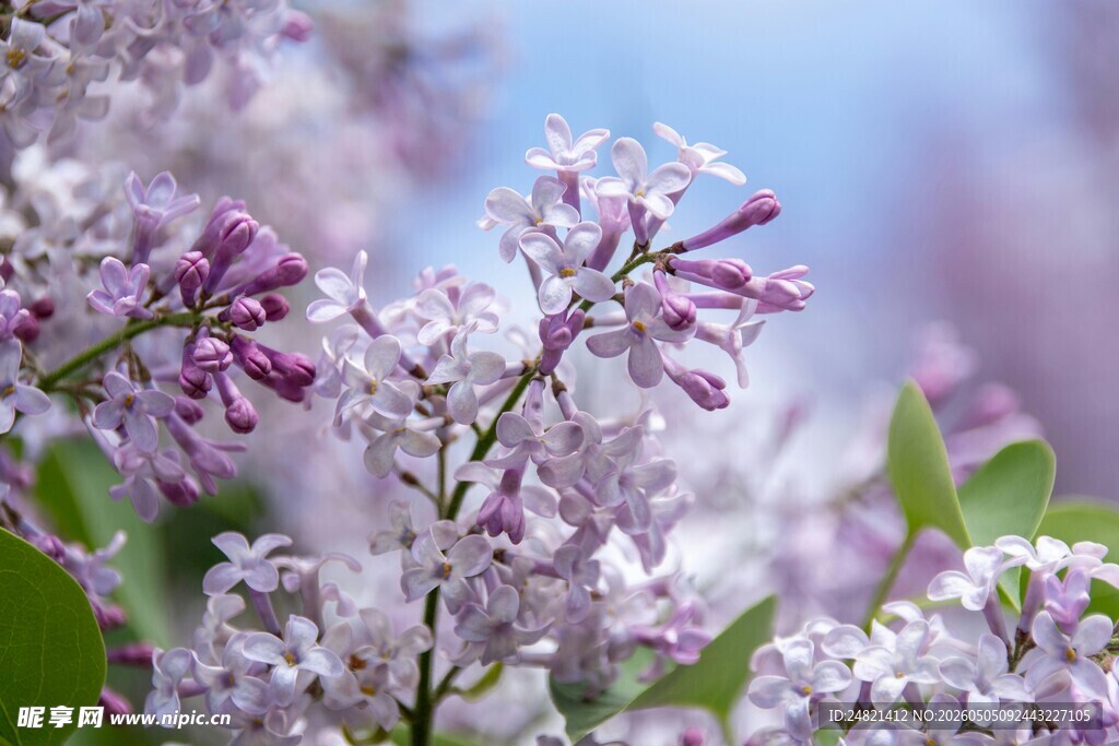 绽放的紫丁香花