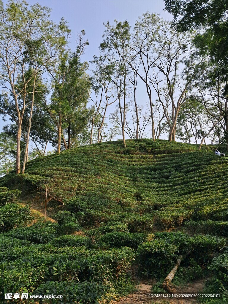 绿意盎然的山坡茶园景色