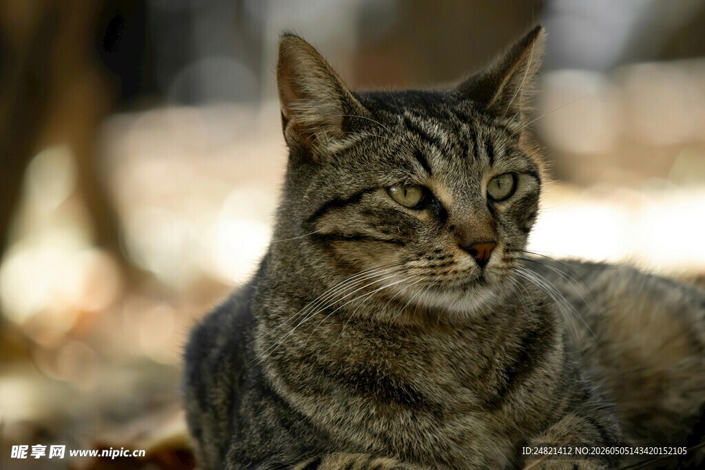 阳光下休憩的条纹猫咪