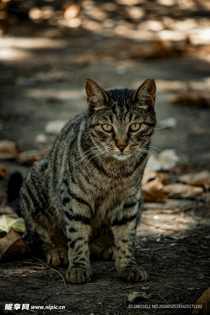 户外蹲坐的斑纹猫咪