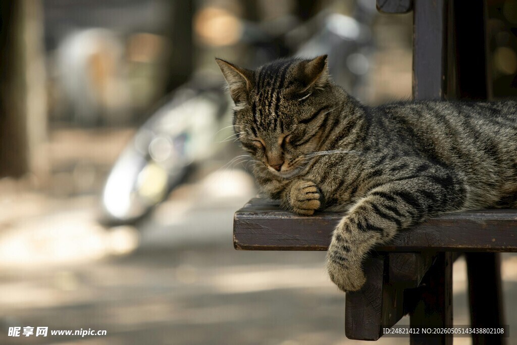 慵懒猫咪趴坐木椅