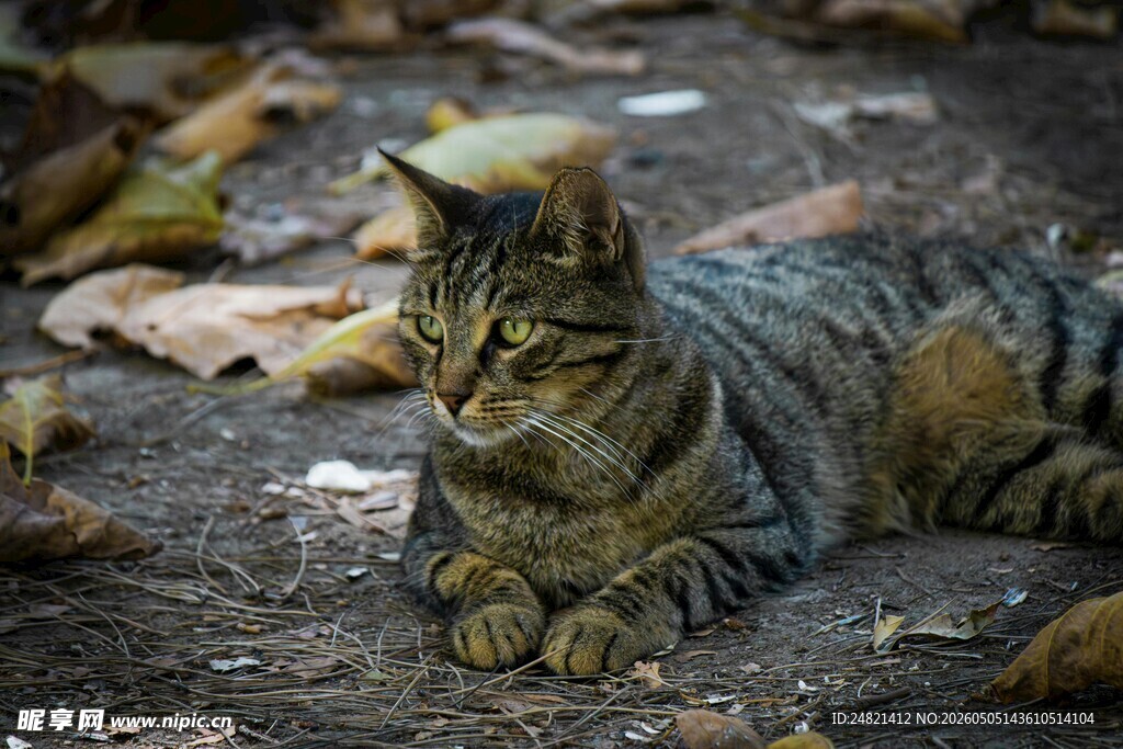 趴在落叶中的条纹猫咪