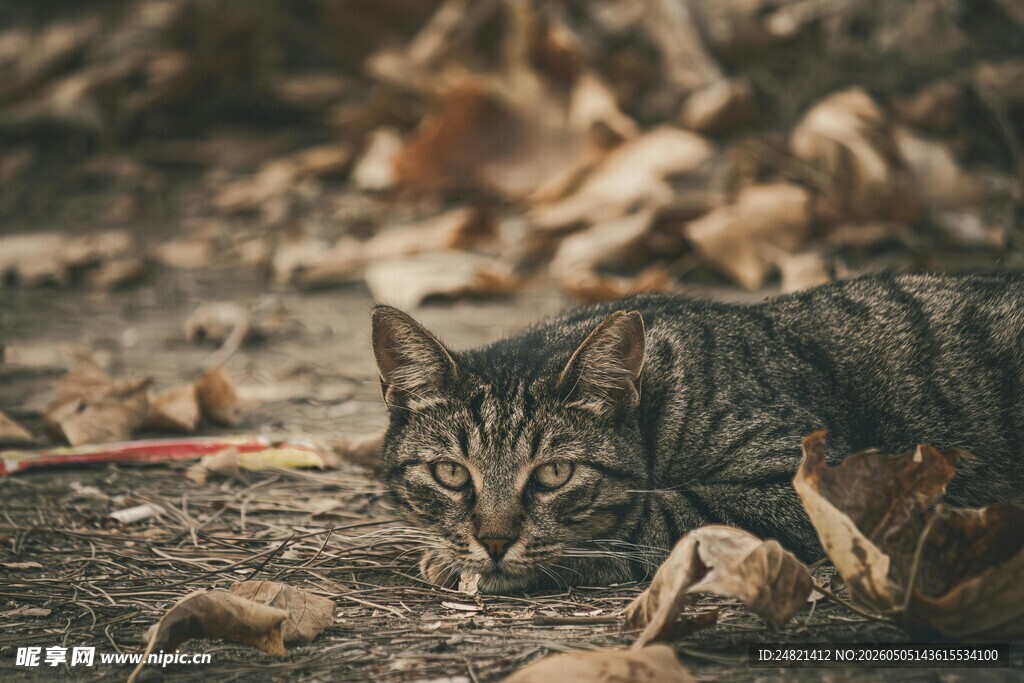 地上休憩的条纹猫咪