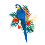 蓝鹦鹉与热带花卉插画