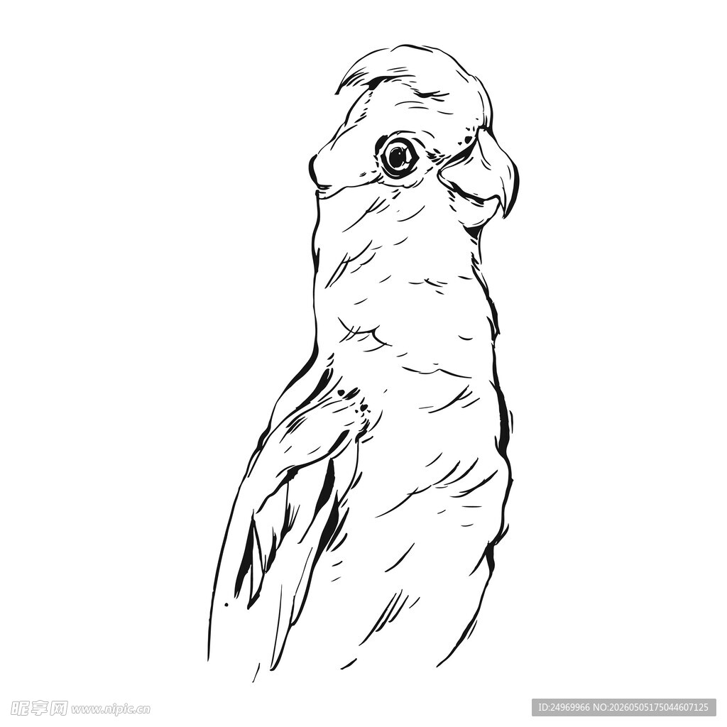 手绘鹦鹉简笔画