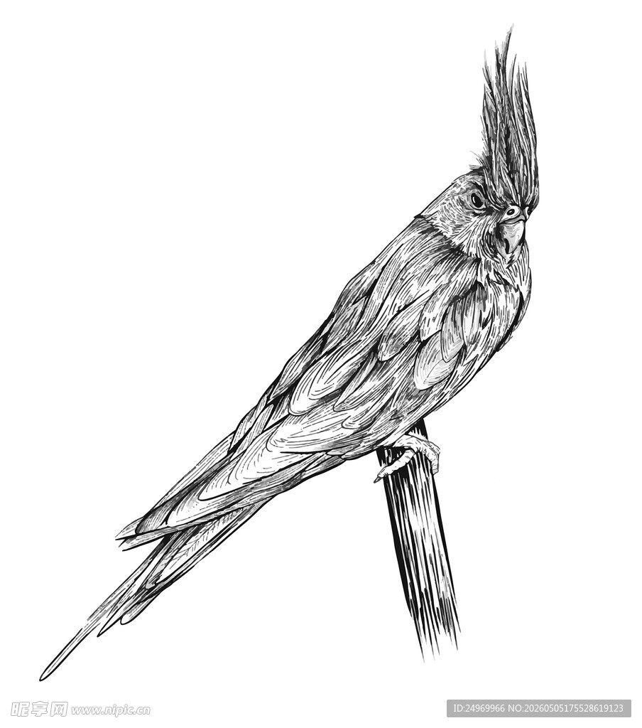 素描鹦鹉栖于枝头