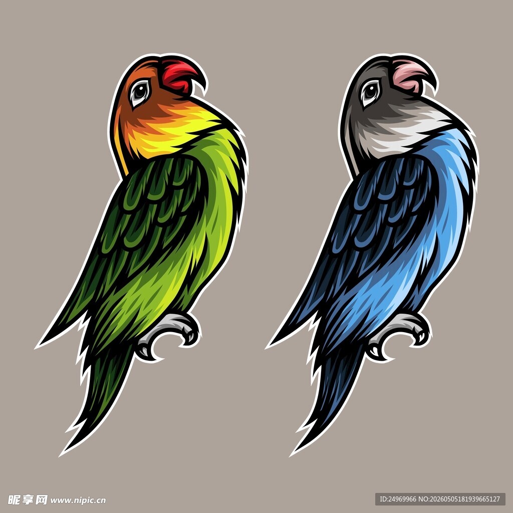 彩色鹦鹉插画