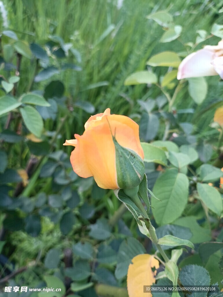橙色娇艳月季花绽放