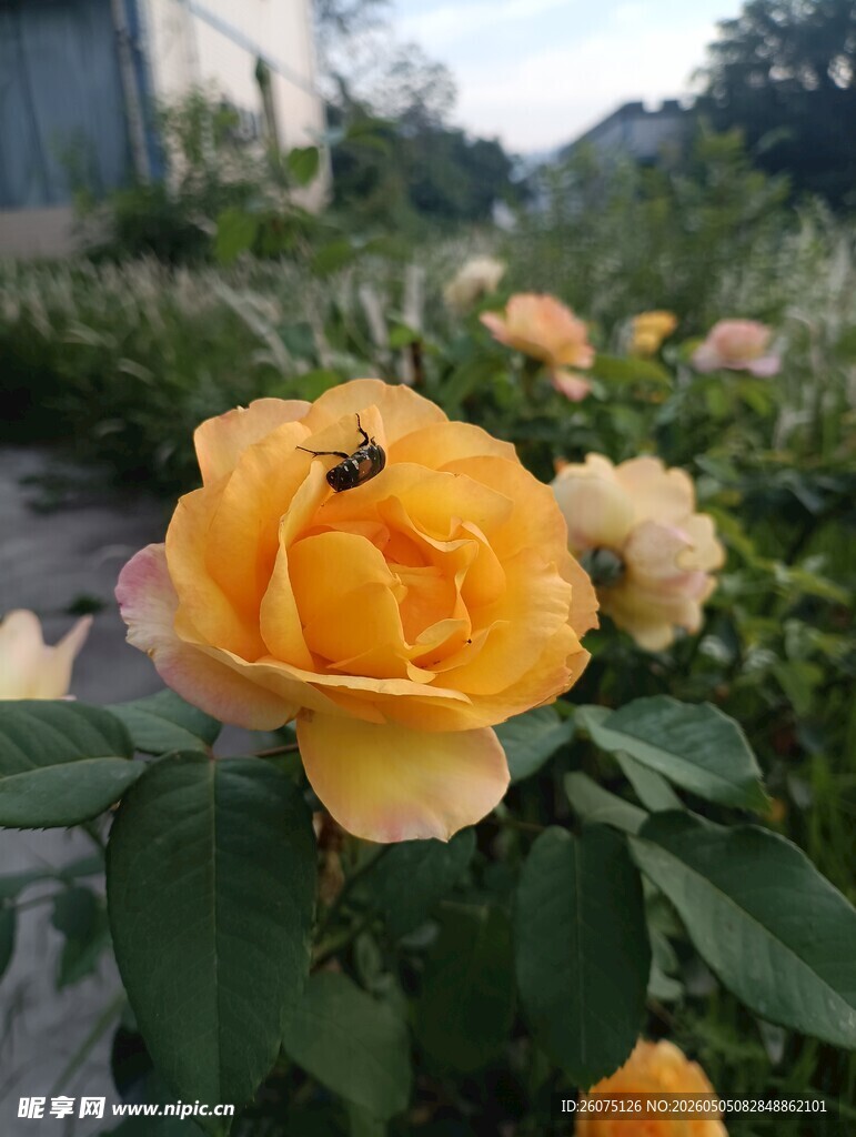 娇艳黄玫瑰绽放于花丛