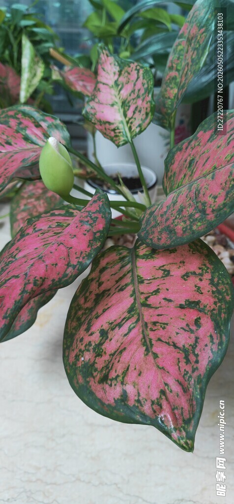 彩叶植物特写