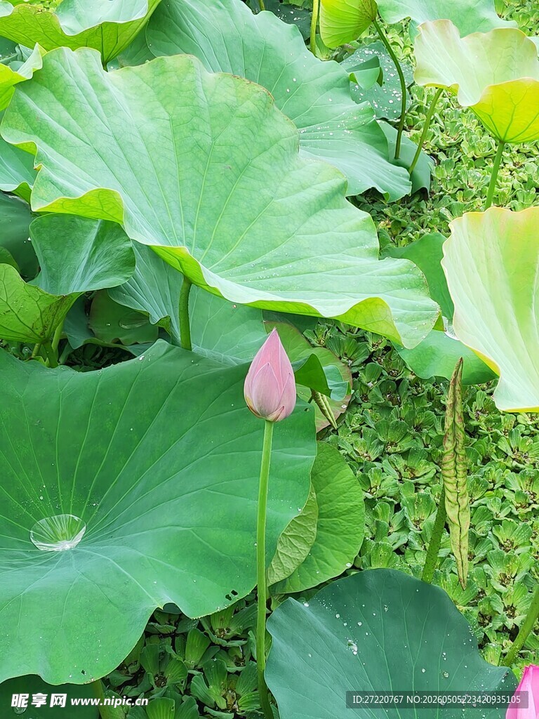荷塘中的粉嫩荷花与荷叶