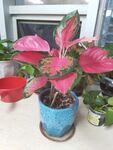 粉色斑斓盆栽植物展示
