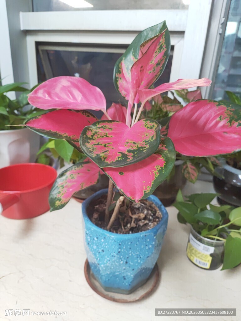 粉色斑斓盆栽植物展示