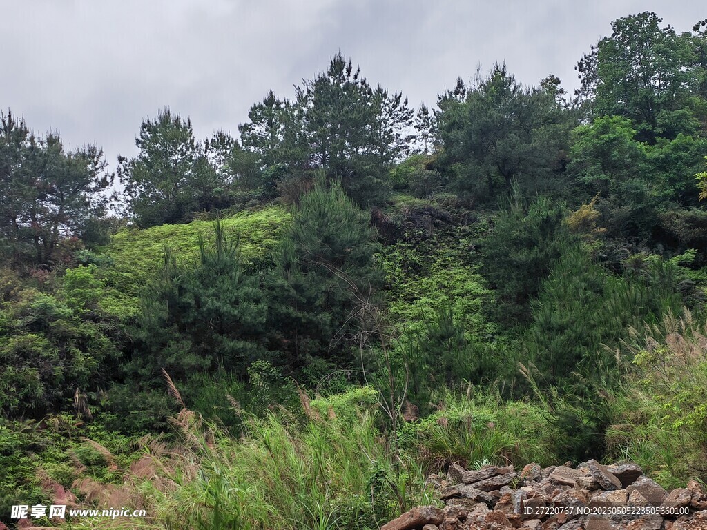 山间绿意盎然的植被景观