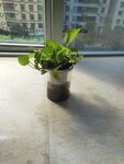 窗边绿植盆栽