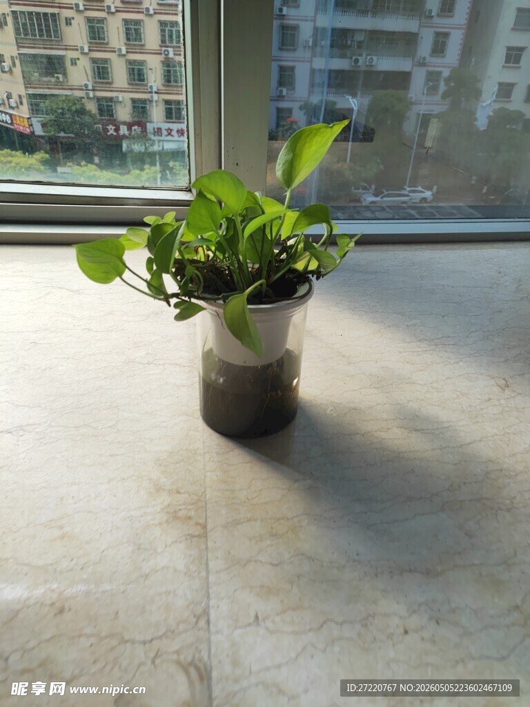 窗边绿植盆栽