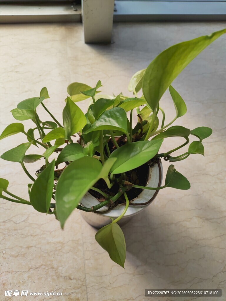 室内翠绿绿萝盆栽