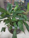 翠绿水培绿植生机勃勃