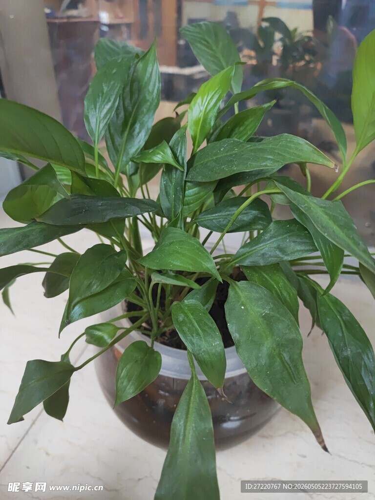 翠绿水培绿植生机勃勃