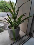 窗边盆栽绿植展现生机