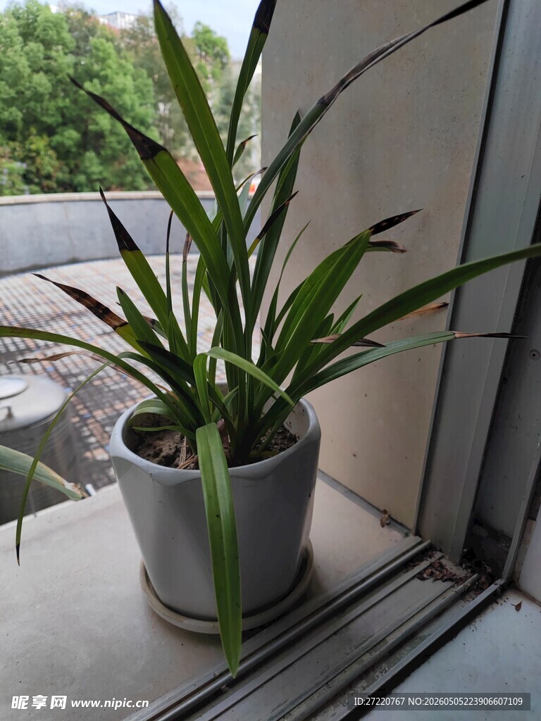 窗边盆栽绿植展现生机