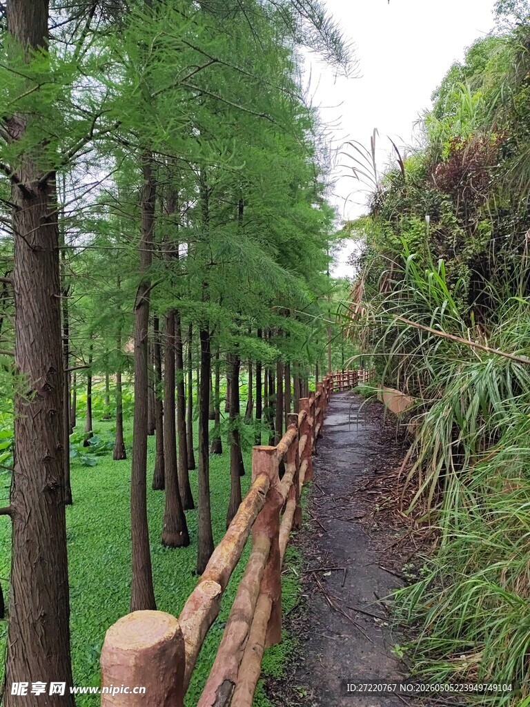 林间木栈道 静谧自然景