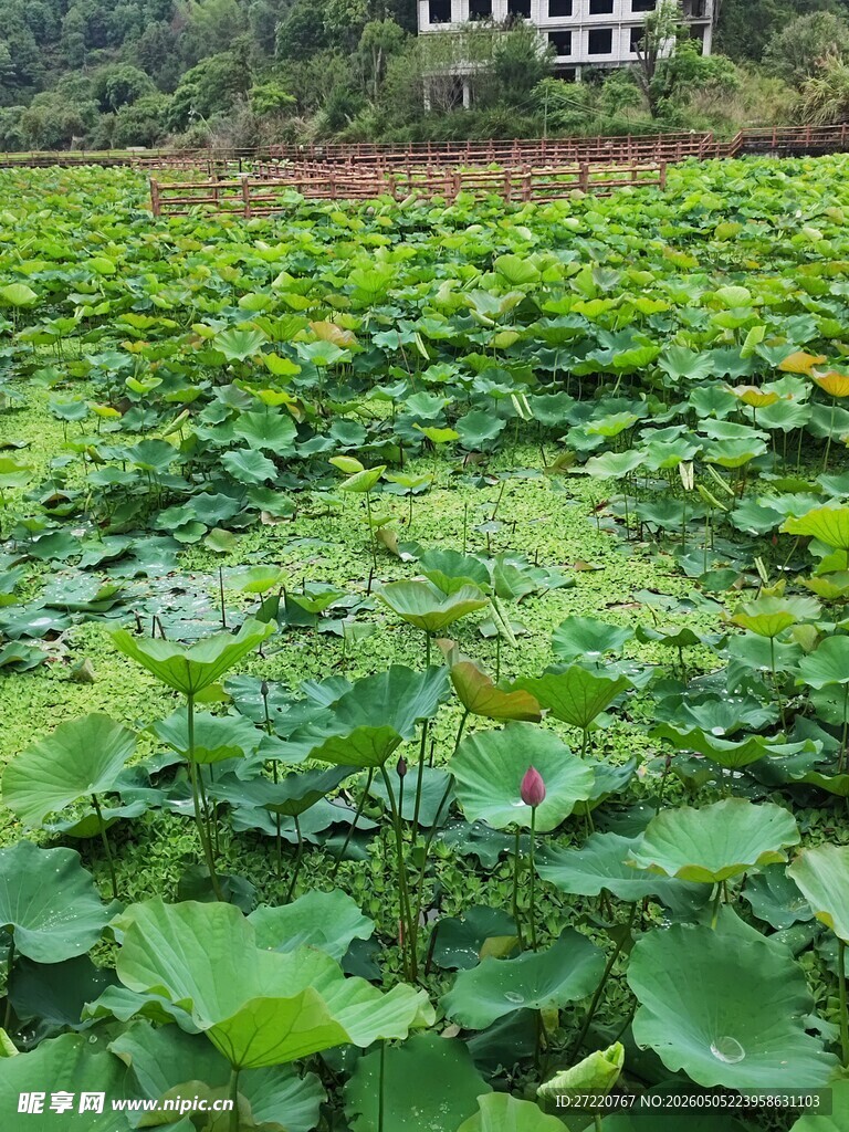 荷塘绿意