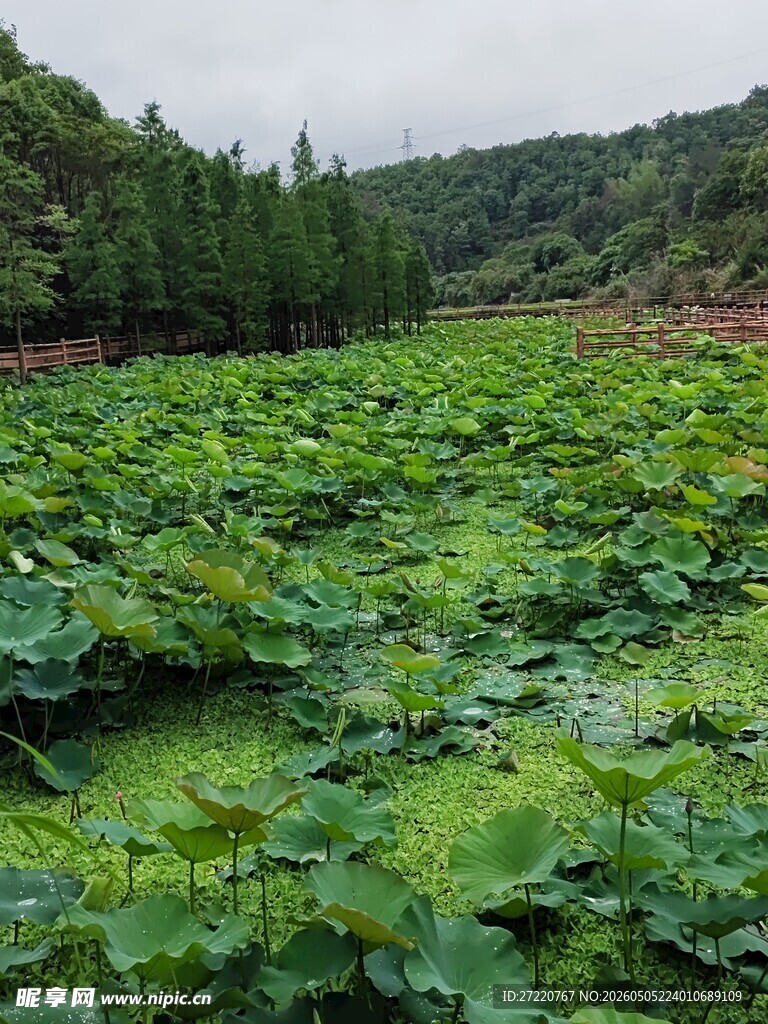 绿意盎然的大片荷叶景观