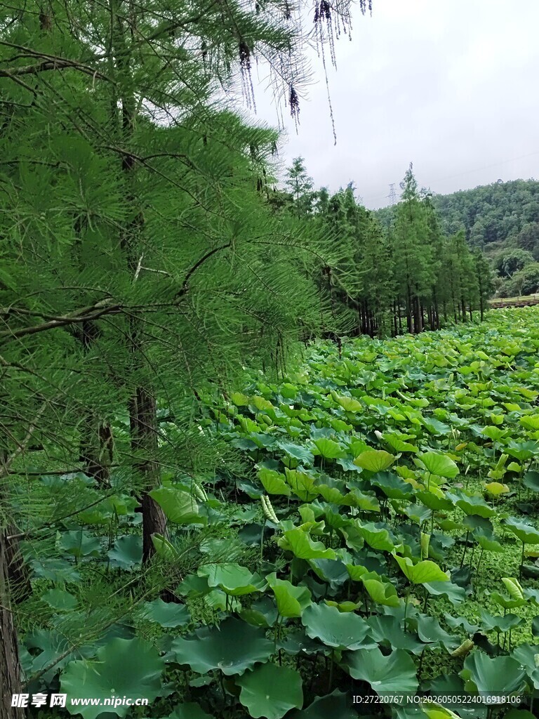 绿意盎然的荷塘与树木