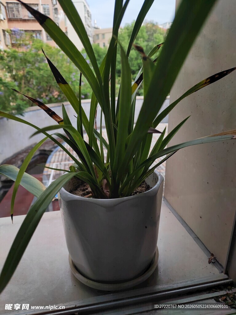 窗边绿植盆栽