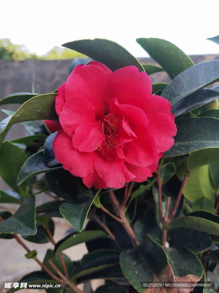 娇艳欲滴的红山茶花