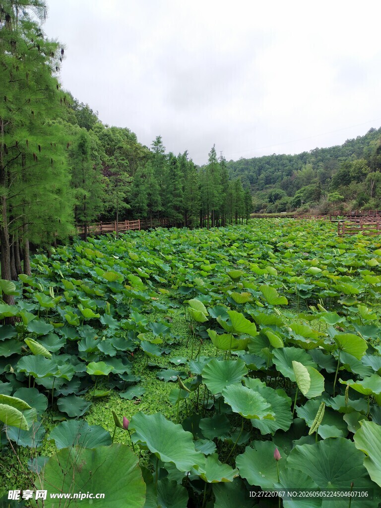 荷塘绿意浓