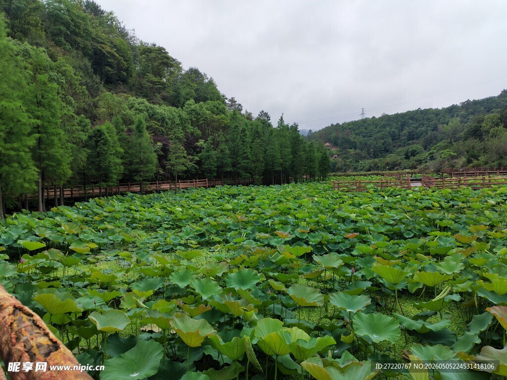夏日荷塘绿意盎然