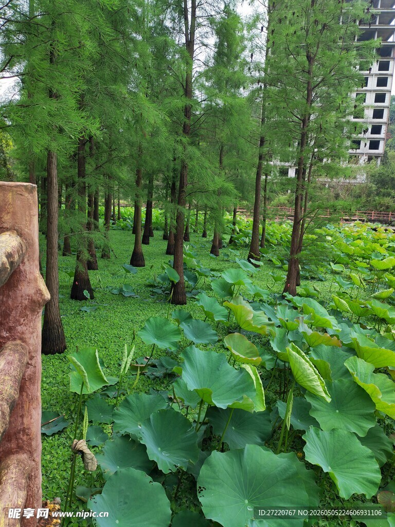 林间绿意盎然的植物景观